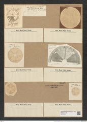 Actinoptychus heliopelta Grun. (de-Toni-Nr.: Genus 227, Species 5538) Zeichnungen Sammlung Grunow Nr. 9569 (NHMW-BOT-W0379377)